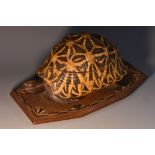 A Colonial novelty box or caddy, formed from the shell and plastron of a tortoise,