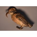 Austrian School (early 20th century), a cold painted ornithological bronze,