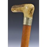 A substantial 19th century gentleman's walking cane, L-shaped stag antler handle,