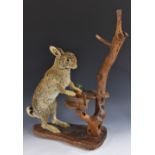 Taxidermy - a rabbit, amusingly mounted in an anthropomorphic pose, as a chef,