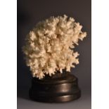 Natural History -a white branch coral specimen, ebonised plinth base,