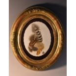 A 19th century opaque glass panel, painted with a still life of feathers, watercolour, oval,