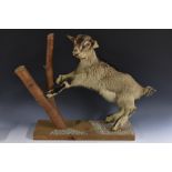 Taxidermy - a juvenile goat, mounted against a birch branch,