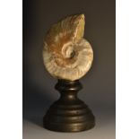 Natural History - Paleontology - an iridescent fossilized ammonite, 9.