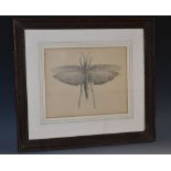 English School (19th century) Entomology, Study of a Winged Insect indistinctly signed,