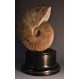 Natural History - Paleontology - an iridescent ammonite, 15cm diam, ebonised plinth base,