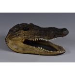 Taxidermy - a juvenile alligator head, as a desk clip, 17.