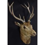 Taxidermy - a stag's head, six points, inset glass eyes,