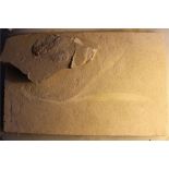 A fossilised Shrimp from Lebanon; (16cm long) together with a Lebanese fossilised leaf (27cm x