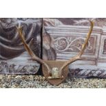 Mounted Fallow Buck deer antlers