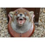 A Taxidermy mounted fox head / mask on a shield of patinated mahogany.