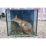 A Taxidermy study of a Dog fox in a glazed case with naturalistic setting