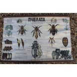 Educational poster painted on linen, biology life of a Western or European bee (apis mellifica)