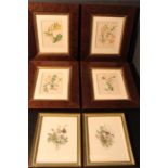 Six Botanical bookplate prints (frames inscribed to rear "Pub 1857"). Cowslip, Silver weed, White
