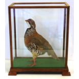 Vintage taxidermy bird in display case W33cm X D19.5cm X H36.5cm approx