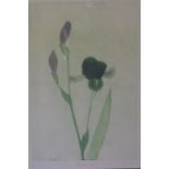 John Henn, Bearded Iris etching, limited edition 18/50, signed in pencil lower right, 53cm x 35cm