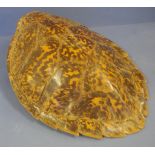 Vintage Tortoise shell 48cm long approx