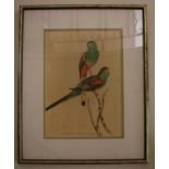 Four framed bird prints