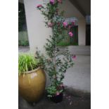 Large camellia in pot