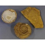 Two fossil specimens & a agate specimen