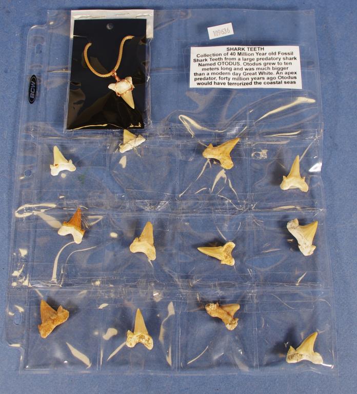 Collection of fossil shark teeth