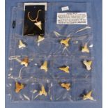 Collection of fossil shark teeth