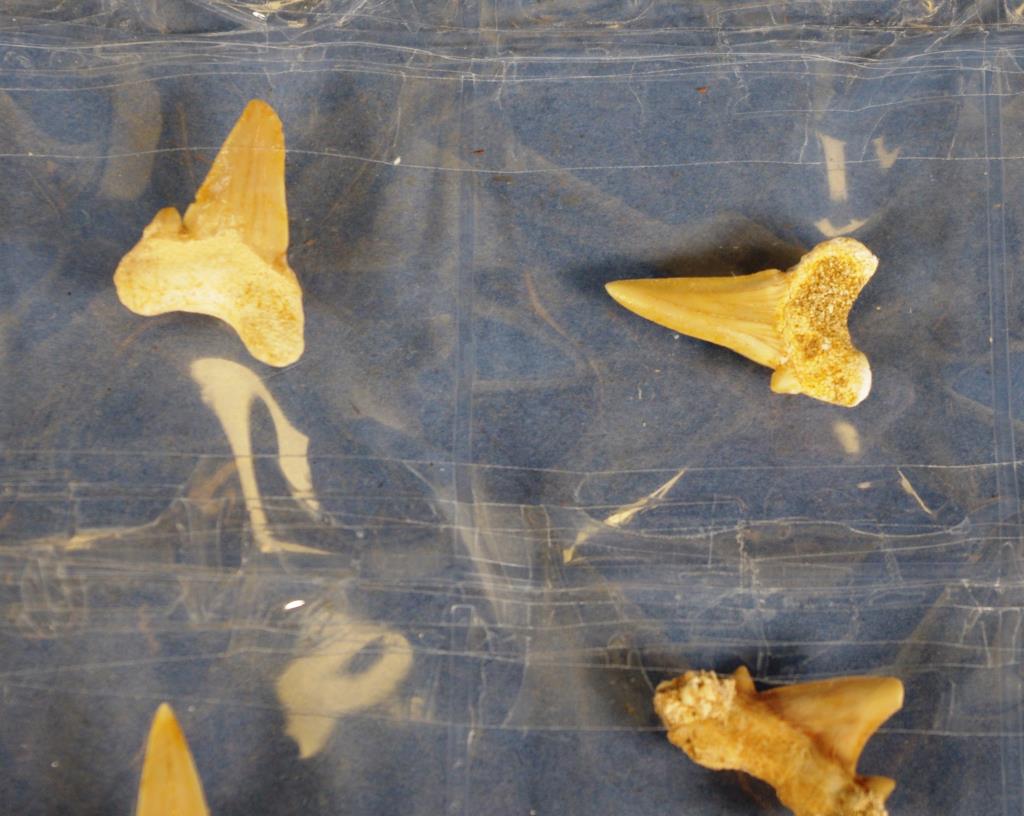 Collection of fossil shark teeth - Image 2 of 3