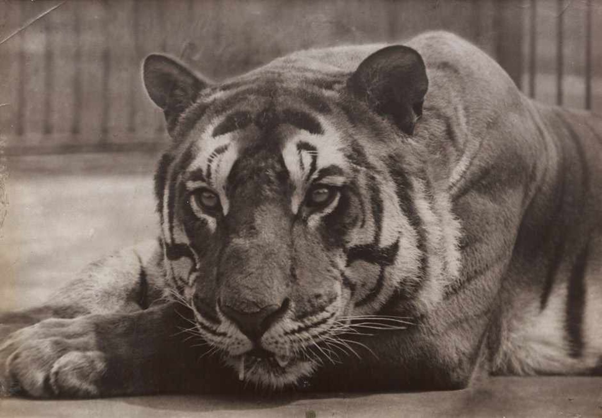 Dixon, Thomas J.: Pensive tiger Pensive tiger. 1880. Vintage carbon print. 24 x 34,5 cm. Some