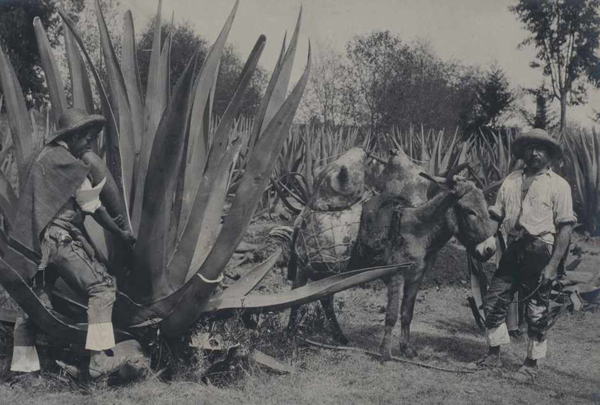 Mexico: Views of Mexico Photographer: Alfred Saint-Ange Briquet (1833 - 1926) and Charles B. - Image 2 of 3