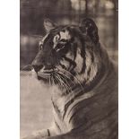 Dixon, Thomas J.: Tiger Tiger. 1880. Vintage carbon print. 35 x 25,4 cm. Photographer's name, year