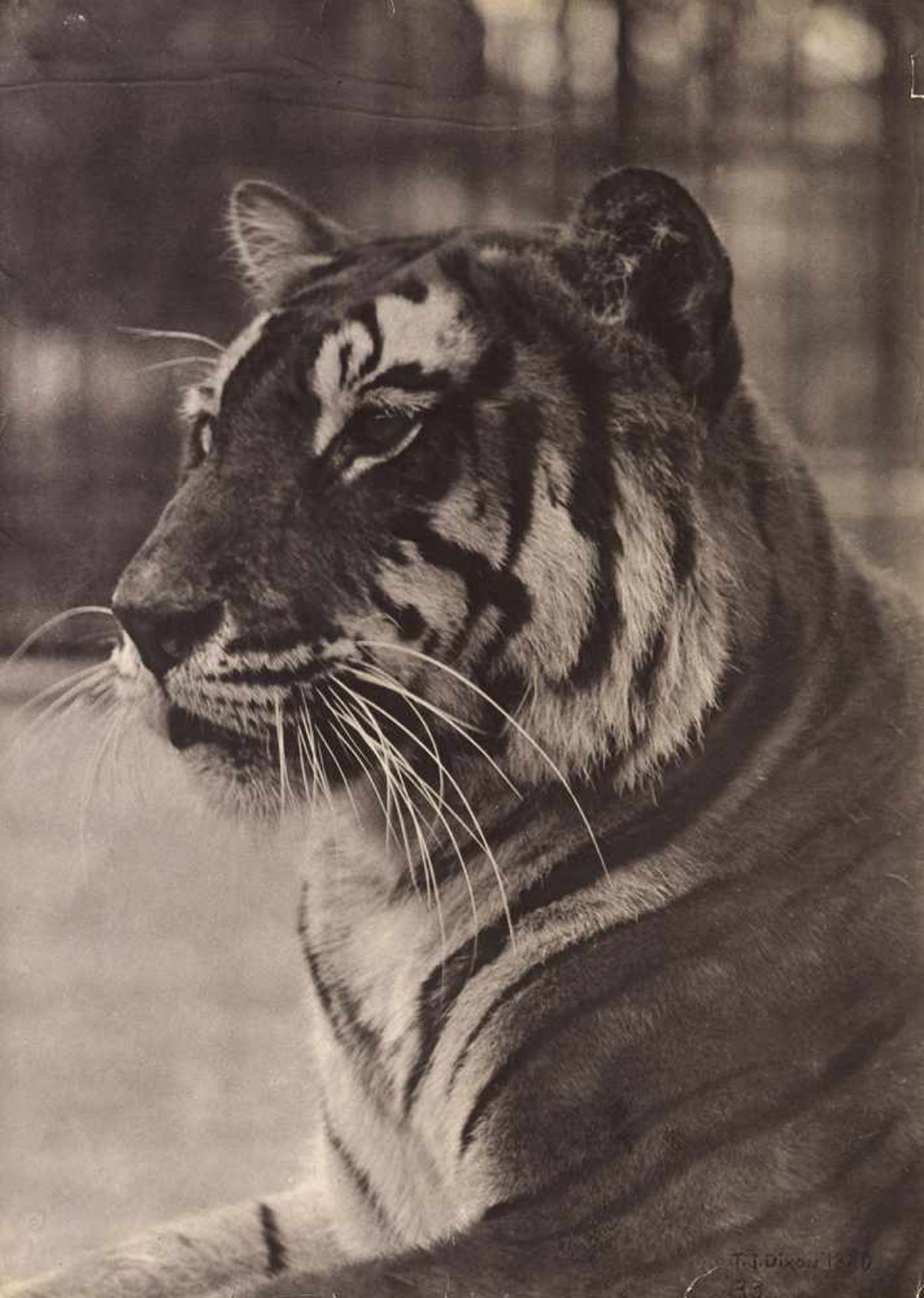 Dixon, Thomas J.: Tiger Tiger. 1880. Vintage carbon print. 35 x 25,4 cm. Photographer's name, year