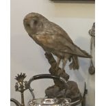 A taxidermy of an owl on tree stump