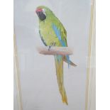 A C20th pair of pencil and watercolour pictures of parrots