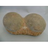 A pair of fossilised dinosaur eggs H12cm L26cm