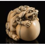 A Japanese carved ivory netsuke of a temple lion holding a ball: a loose ball in it's mouth,