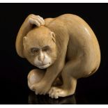 A Japanese carved ivory netsuke of a monkey: scratching his head and holding a biwa fruit,