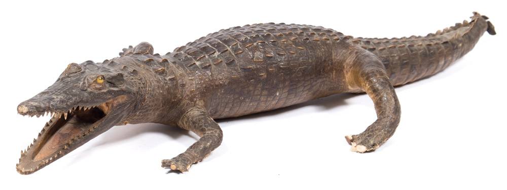 An early 20th century preserved Caiman crocodile:, 72cm long .