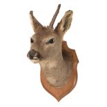 Roe Deer (Capreolus capreolus) full head mount on an oak shield plinth:,