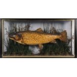 An early 20th century cased preserved Brown Trout:, unsigned,