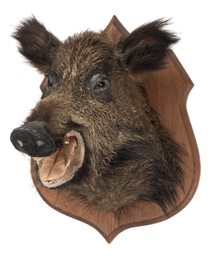 Wild Boar (Sus scrofa) full head mount with open mouth and teeth on an oak shield plinth:,