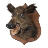 Wild Boar (Sus scrofa) full head mount with open mouth and teeth on an oak shield plinth:,