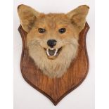 A fox mask hunting trophy on oak shield plinth:, unsigned 30cm high.