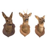 Roe Deer (Capreolus capreolus) three full head mounts on oak plinths:.