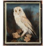 Barn Owl (Tyto alba) an early 20th century cased preserved owl by A C Foot, Bath:,