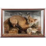 A preserved and mounted Fox with Barn Owl:,