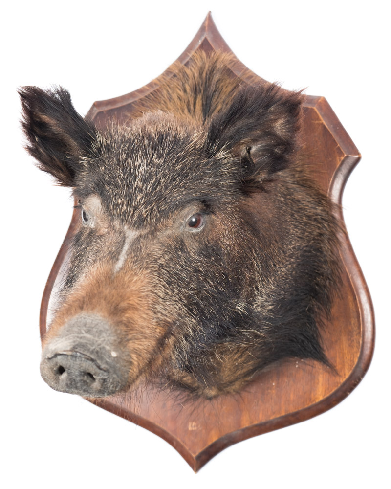 Wild Boar (Sus scrofa) full head mount on an oak shield plinth:, 61cm high.