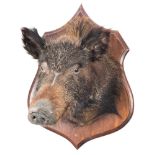 Wild Boar (Sus scrofa) full head mount on an oak shield plinth:, 61cm high.