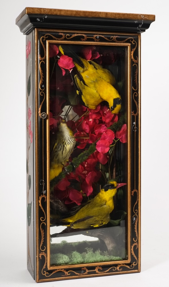 Golden Orioles (Oriolus oriolus) three cased preserved examples:,