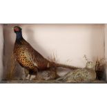 An early 20th century brace of pheasants:, unsigned, naturally set in a glazed case, 48cm x 82cm.
