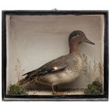 A cased preserved Mandarin duck:, unsigned, naturally set in a glazed case,